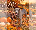 Ellie II - Female Great Dane-Unknown Mix Dog for Adoption - Small photo