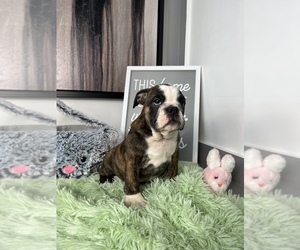 English Bulldog Puppy for sale in CHANDLER, AZ, USA