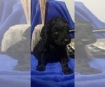 Small Photo #31 Goldendoodle Puppy For Sale in DYERSBURG, TN, USA