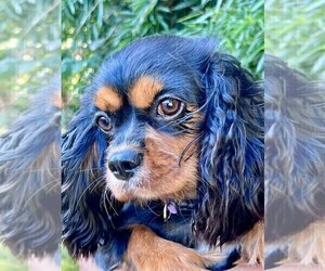 Mother of the Cavalier King Charles Spaniel puppies born on 02/15/2024