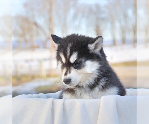 Medium Photo #2 Siberian Husky Puppy For Sale in HAGERSTOWN, MD, USA
