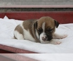 Small Photo #2 Jack Russell Terrier Puppy For Sale in MOUNT VERNON, IL, USA