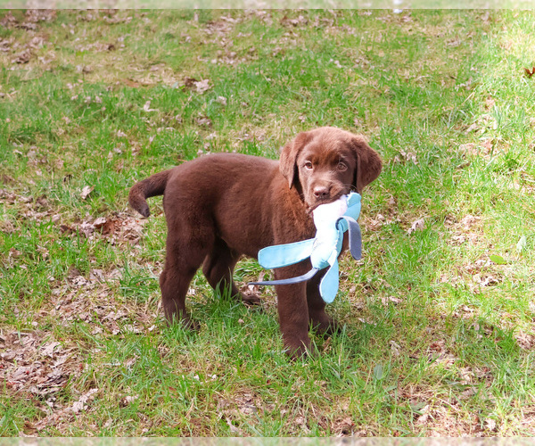 Medium Photo #6 Labrador Retriever Puppy For Sale in SYRACUSE, IN, USA