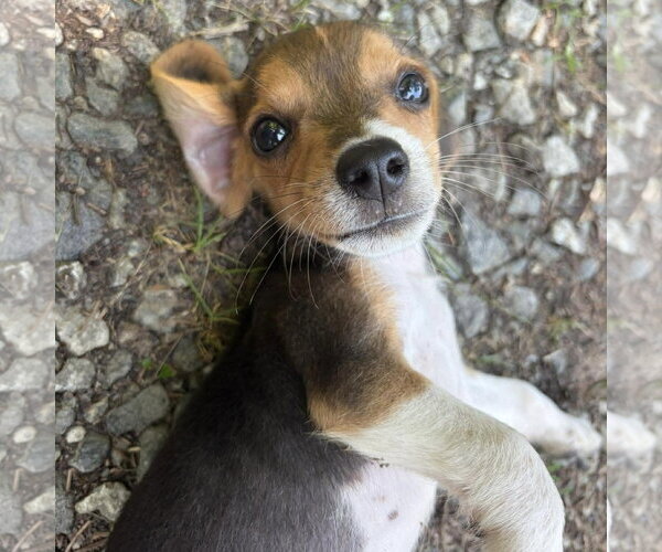 Medium Photo #3 Beagle-Unknown Mix Puppy For Sale in Spring Lake, NC, USA
