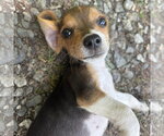 Small #2 Beagle Mix