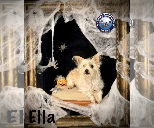 Medium Photo #4 Mutt Puppy For Sale in Arcadia, FL, USA