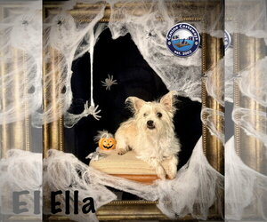 Ella - Female Mutt Dog for Adoption - Photo #4