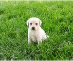 Small #8 Labrador Retriever
