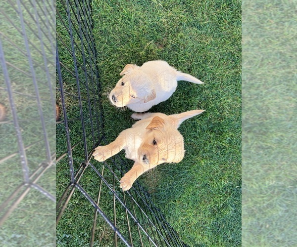 Medium Photo #20 Golden Retriever Puppy For Sale in PHOENIX, AZ, USA