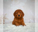 Small Photo #3 Goldendoodle (Miniature) Puppy For Sale in ITASCA, TX, USA