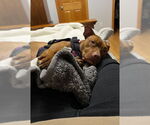 Small #11 Bullboxer Pit