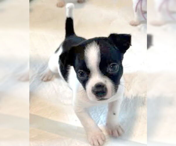 Medium Photo #4 Chihuahua-Unknown Mix Puppy For Sale in Corona, CA, USA