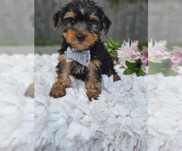 Medium Photo #3 Yorkshire Terrier Puppy For Sale in INDIANAPOLIS, IN, USA