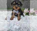 Small #2 Yorkshire Terrier