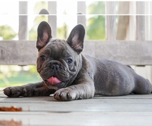 French Bulldog Puppy for Sale in GRIFFIN, Georgia USA