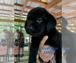 Small #9 Labrador Retriever