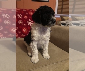 Poodle (Standard) Puppy for sale in RICHMOND, VA, USA