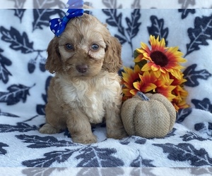 Cocker Spaniel-Poodle (Miniature) Mix Puppy for sale in CEDAR LANE, PA, USA