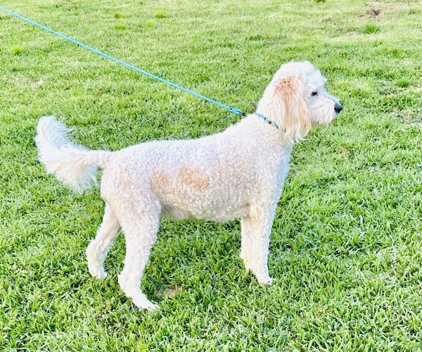 Medium Photo #1 F2 Aussiedoodle-Poodle (Standard) Mix Puppy For Sale in FOREST, MS, USA