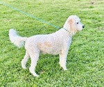 Small Photo #1 F2 Aussiedoodle-Poodle (Standard) Mix Puppy For Sale in FOREST, MS, USA