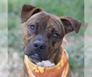 American Staffordshire Terrier-Unknown Mix Dogs for adoption in San Antonio, TX, USA