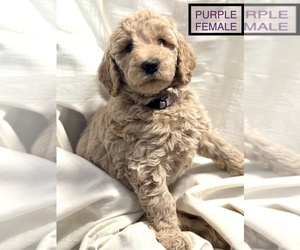 Goldendoodle Puppy for sale in FRIENDSHIP, WI, USA