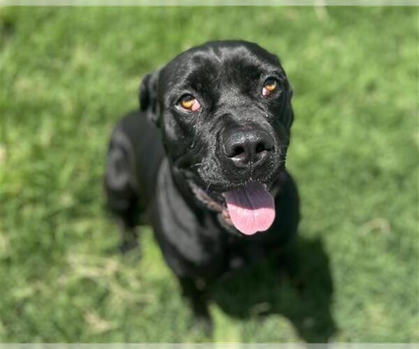 Medium Photo #2 Mutt Puppy For Sale in Grand Prairie, TX, USA