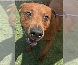 German Shepherd Dog-Unknown Mix Dogs for adoption in Texas City, TX, USA