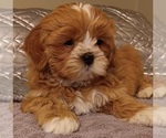 Puppy Bentley Mal-Shi