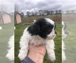 Small Photo #6 Shih Tzu Puppy For Sale in CORVALLIS, OR, USA