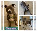 Small #1 American Staffordshire Terrier Mix