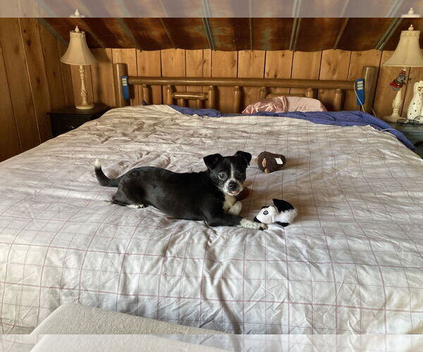 Medium Photo #4  Puppy For Sale in , 