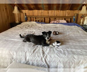 Boston Huahua Dogs for adoption in Mouth Of Wilson, VA, USA