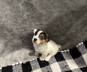 Jack Russell Terrier Puppy for sale in DES MOINES, IA, USA