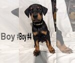 Small Photo #4 Doberman Pinscher Puppy For Sale in FLINT, TX, USA