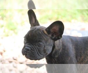Mother of the French Bulldog puppies born on 02/17/2019