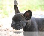 Small Photo #1 French Bulldog Puppy For Sale in CO SPGS, CO, USA