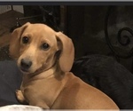 Small Photo #1 Dachshund Puppy For Sale in CHARLOTTESVILLE, VA, USA