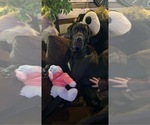 Small Photo #1 Great Dane Puppy For Sale in WILLIAMSFIELD, OH, USA