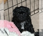 Small #3 Shih-Poo