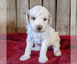 Goldendoodle (Miniature) Puppy for sale in WITHEE, WI, USA