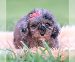 Small #4 Poodle (Toy)