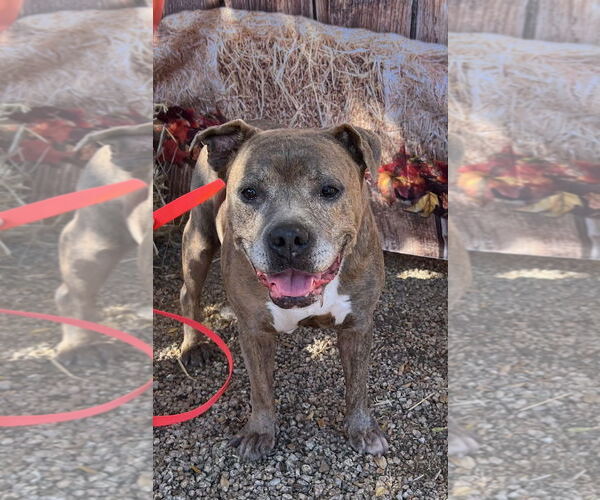 Medium Photo #2 American Staffordshire Terrier-Staffordshire Bull Terrier Mix Puppy For Sale in Queen Creek, AZ, USA