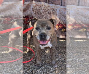 Rosie - Female American Staffordshire Terrier-Staffordshire Bull Terrier Mix Dog for Adoption - Photo #2