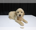 Small #1 Golden Retriever