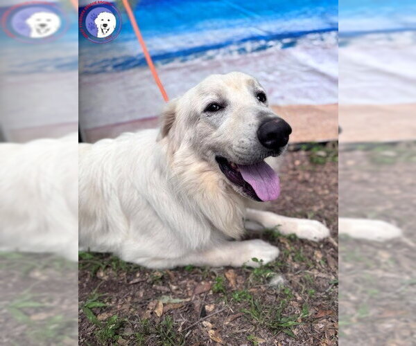 Medium Photo #16 Great Pyrenees Puppy For Sale in Spring, TX, USA