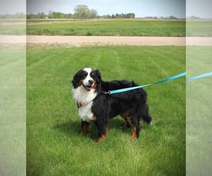 Father of the Bernese Mountain Dog puppies born on 07/07/2025