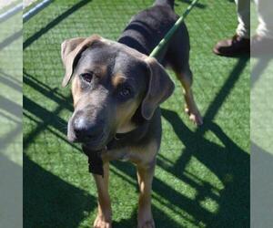 Black and Tan Coonhound-Unknown Mix Dogs for adoption in Murfreesboro, TN, USA