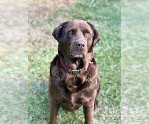 Medium Photo #1 Labrador Retriever Puppy For Sale in Arlington, VA, USA
