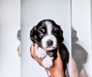 Australian Shepherd Puppy for sale in JERSEY CITY, NJ, USA